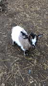 rott3nbambi Altpins Profile Picture