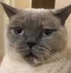 owlydiaa Altpins Profile Picture