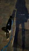 maori_cohen Altpins Profile Picture