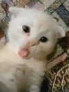hellichk4 Altpins Profile Picture