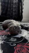 elaskas Altpins Profile Picture