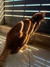 ronyida_ Altpins Profile Picture
