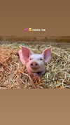 maori_cohen Altpins Profile Picture