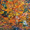 muze Altpins Profile Picture