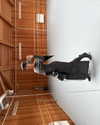 daryanedarya Altpins Profile Picture