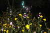 shai_landau_ Altpins Profile Picture