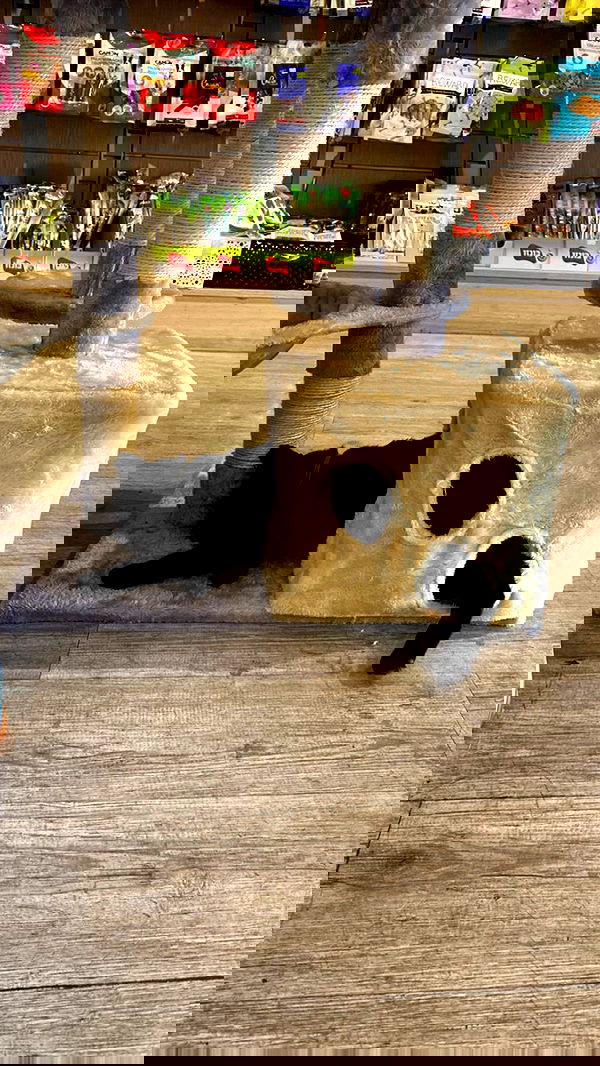 mishel116 mishel116 archive image