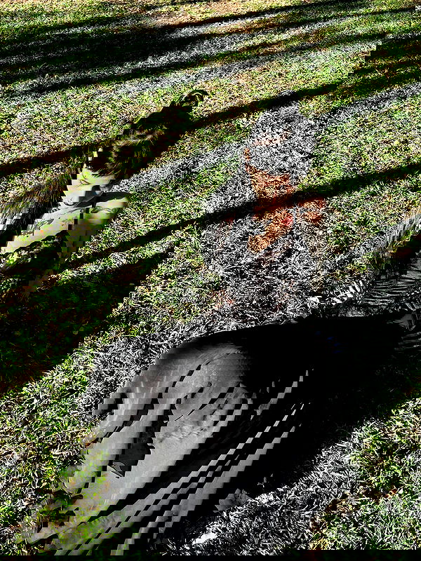 strawberryshanz strawberryshanz archive image