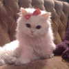 nishymoon_ Altpins Profile Picture