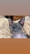marilyn_damaged Altpins Profile Picture