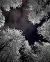 pavuk1_0 Altpins Profile Picture