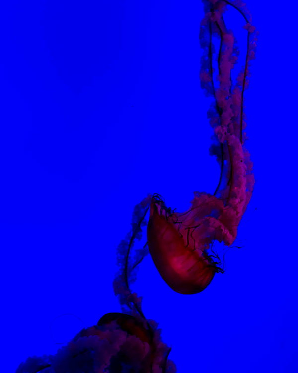 taratornquist instagram image archive image