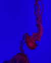 taratornquist Altpins Profile Picture