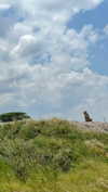 maori_cohen Altpins Profile Picture