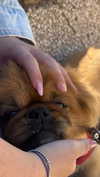 nicole.shpo Altpins Profile Picture