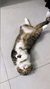 sonia_litvanchuk Altpins Profile Picture