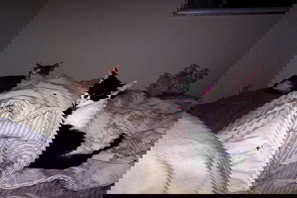 missnyxdawn missnyxdawn archive image