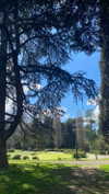 federica.piccinni Altpins Profile Picture