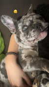 rott3nbambi Altpins Profile Picture