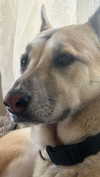 moonliliaght Altpins Profile Picture