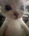 lazzybeans Altpins Profile Picture