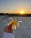 mishel_d_ Altpins Profile Picture