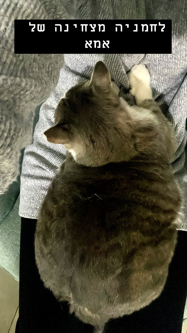 dante_yangpa dante_yangpa archive image