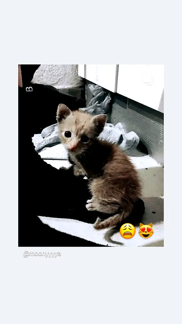 moonyyyya moonyyyya archive image