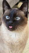 laluzone Altpins Profile Picture