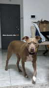 koralsarosi_ Altpins Profile Picture