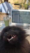 ptpchik Altpins Profile Picture