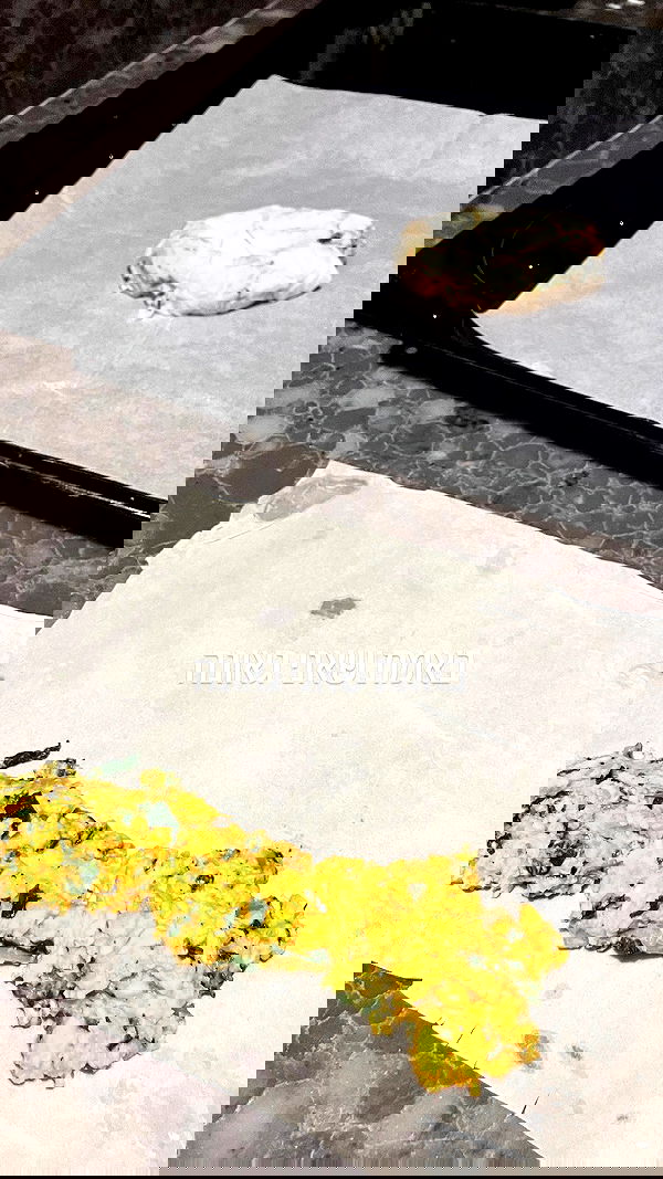 elianachetrit elianachetrit archive image