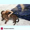 kafelnikova_a Altpins Profile Picture
