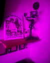 evasela__ Altpins Profile Picture