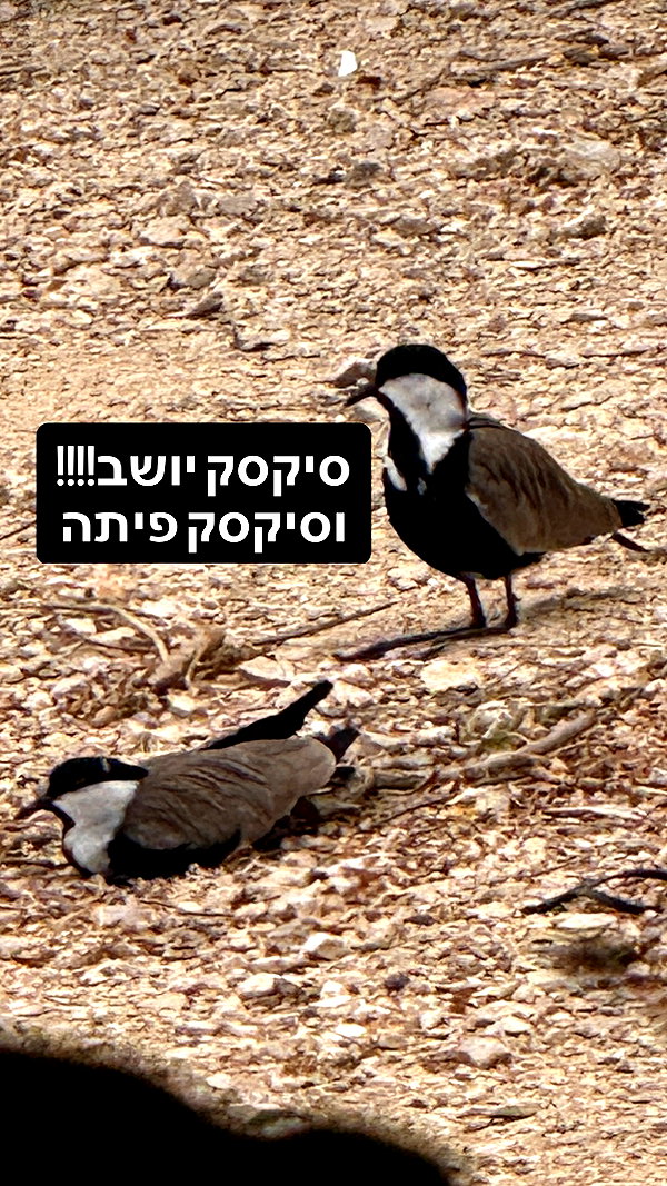 elohim_adirim elohim_adirim archive image