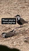 elohim_adirim Altpins Profile Picture