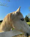elizabethcampbelljones Altpins Profile Picture