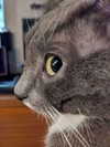 machine_mommy Altpins Profile Picture