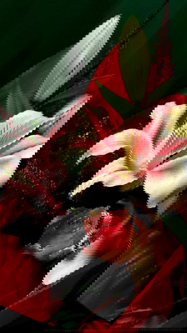 manjolamuriqi manjolamuriqi archive image