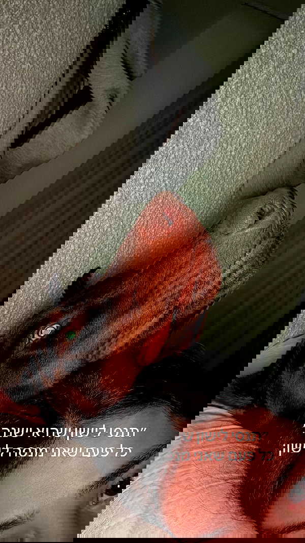 shir.davida6 shir.davida6 archive image