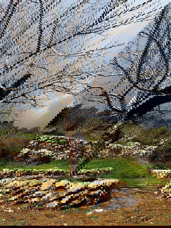 strawberryshanz strawberryshanz archive image