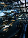 _satomort_ Altpins Profile Picture