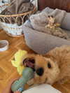 sophiecharlotth Altpins Profile Picture