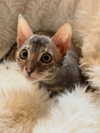 xtina Altpins Profile Picture
