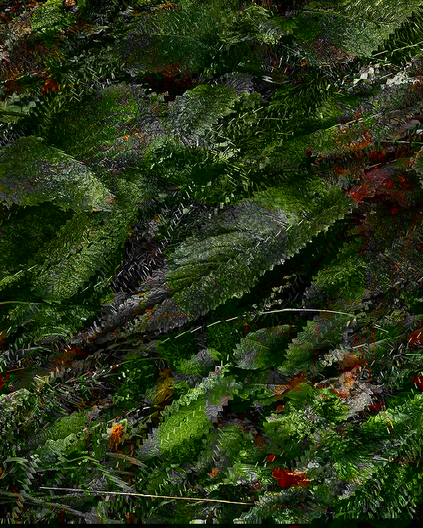 kkulakovaa image ~ Altpins