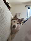 gabimfmoura Altpins Profile Picture