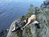 ash.onme Altpins Profile Picture