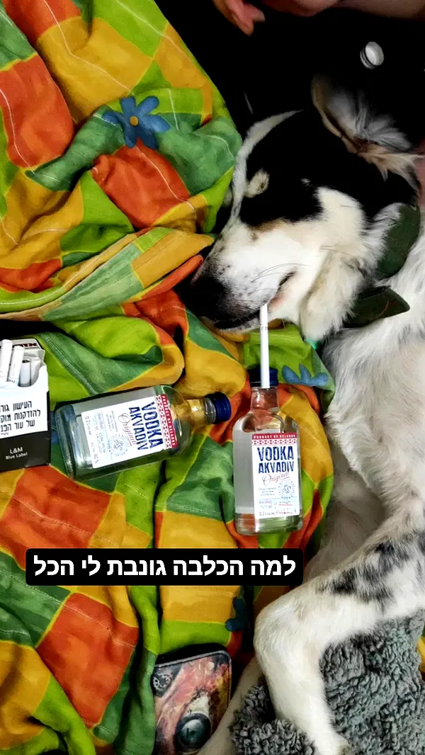 moonyyyya moonyyyya archive image