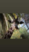 ilanosh Altpins Profile Picture