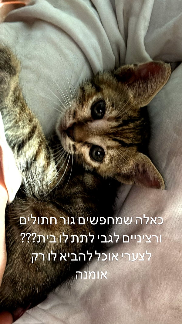 rei.sigalov instagram image archive image